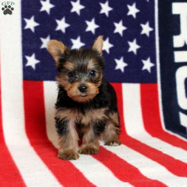Daphne, Yorkie Puppy